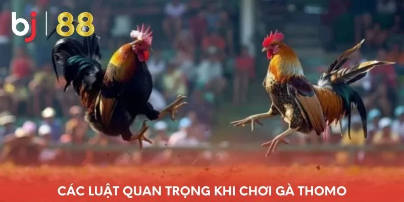 cac-luat-quan-trong-khi-choi-ga-thomo