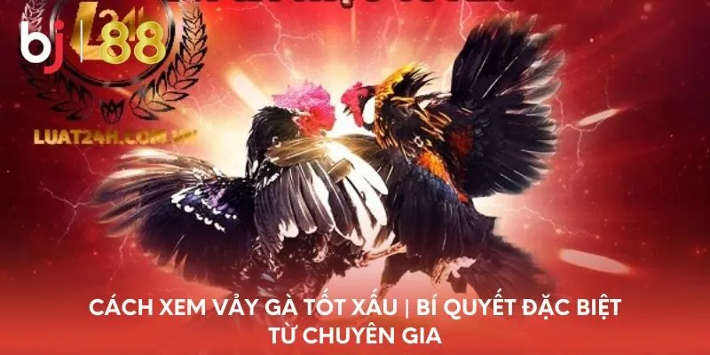 cach-xem-vay-ga-tot-xau-bi-quyet-dac-biet-tu-chuyen-gia