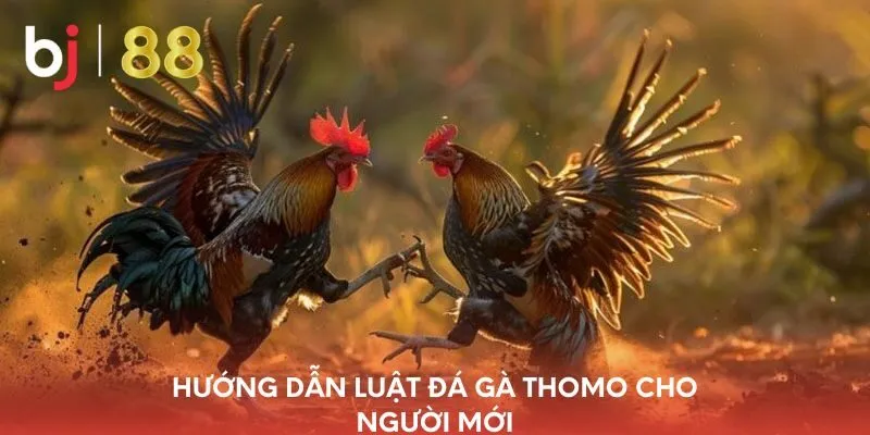 huong-dan-luat-da-ga-thomo-cho-nguoi-moi