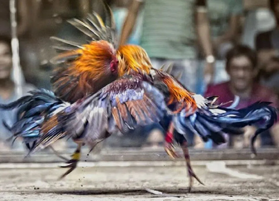 luat-da-ga-mien-nam-1