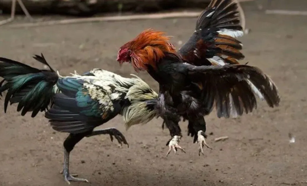 luat-da-ga-mien-nam-4