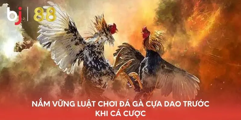 nam-vung-luat-choi-da-ga-cua-dao-truoc-khi-ca-cuoc