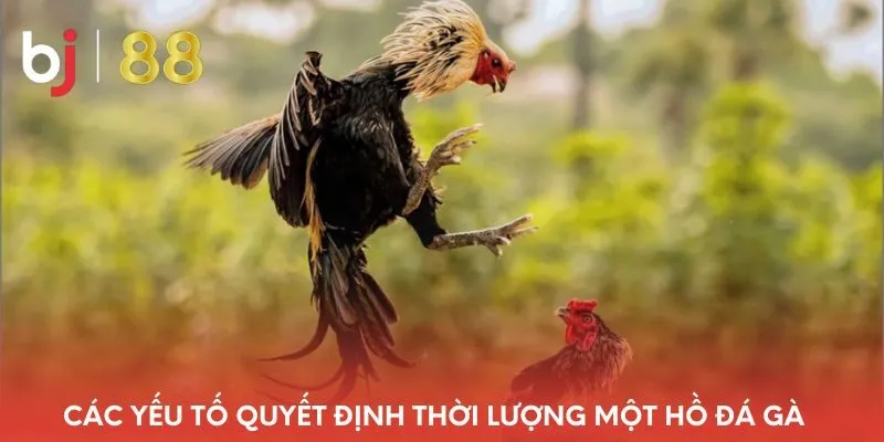 cac-yeu-to-quyet-dinh-thoi-luong-mot-ho-da-ga