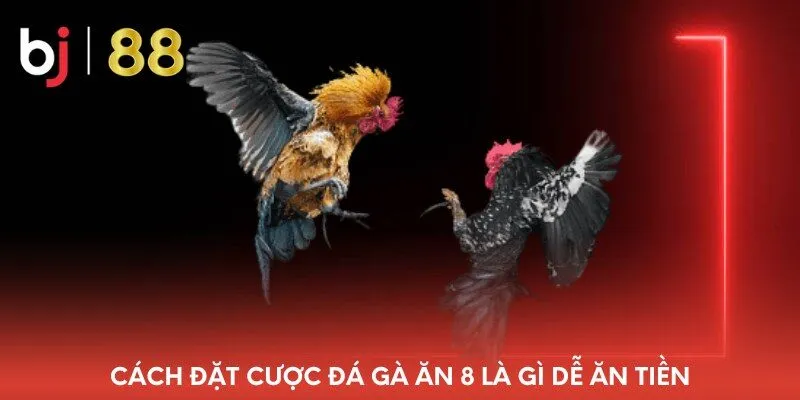 cach-dat-cuoc-da-ga-an-8-la-gi-de-an-tien