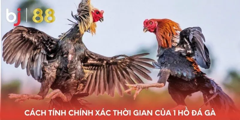 cach-tinh-chinh-xac-thoi-gian-cua-1-ho-da-ga