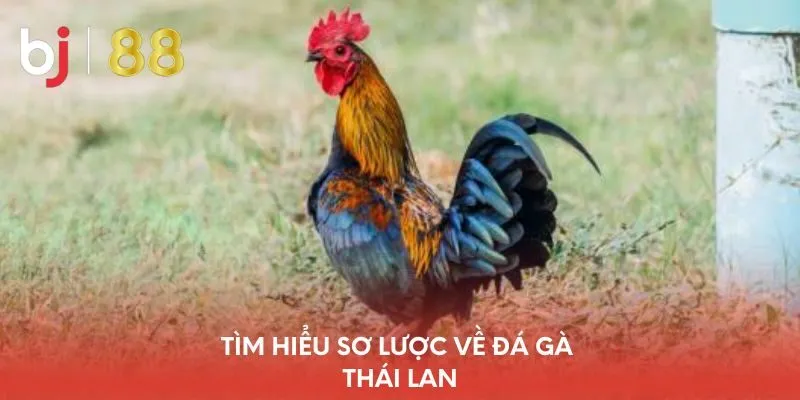 tim-hieu-so-luoc-ve-da-ga-thai-lan