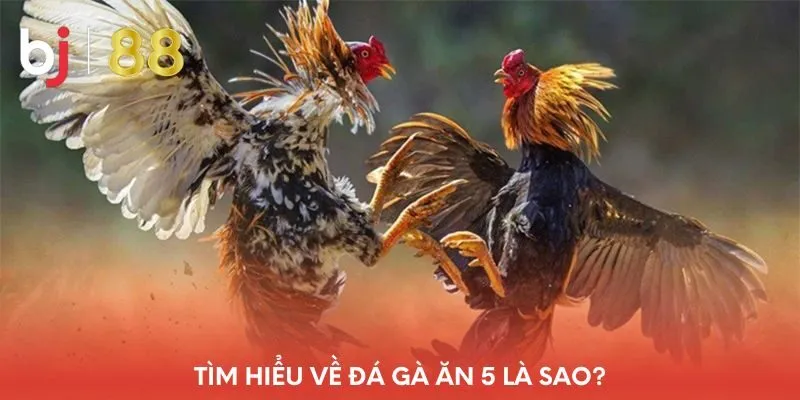 tim-hieu-ve-da-ga-an-5-la-sao