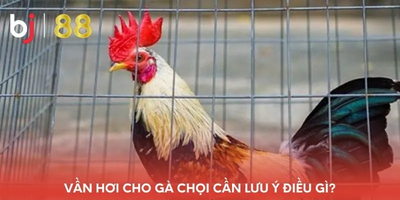 van-hoi-cho-ga-choi-can-luu-y-dieu-gi